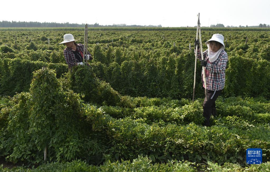 东东游戏网